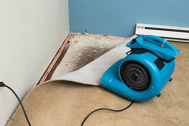 Best Basement water damage restoration  in Annapolis Neck, MD